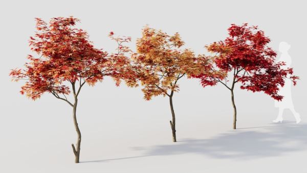 Acer palmatum a