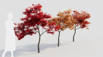 Acer palmatum a