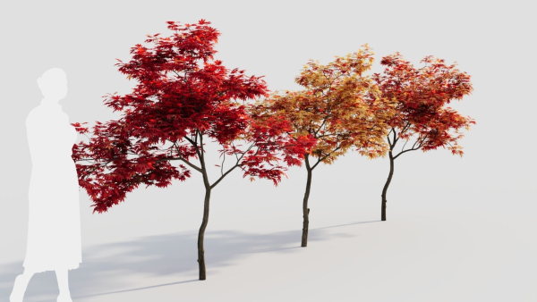 Acer palmatum a