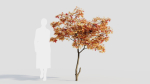 Acer palmatum a