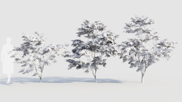 Acer palmatum a