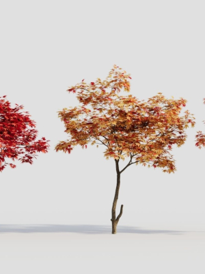 Acer palmatum a