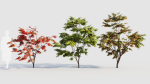Acer palmatum a