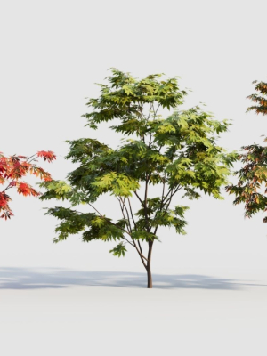 acer-palmatum-a-3d-model-88dfceeeb2
