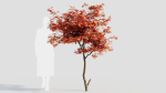 Acer palmatum a