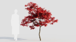 Acer palmatum a