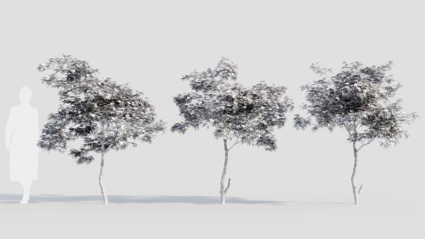 Acer palmatum a