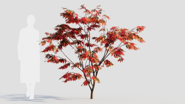 Acer palmatum a