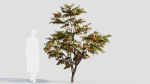 Acer palmatum a