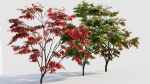 Acer palmatum a