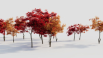 Acer palmatum a