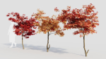 Acer palmatum a