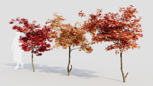 Acer palmatum a