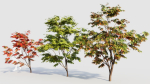 Acer palmatum a
