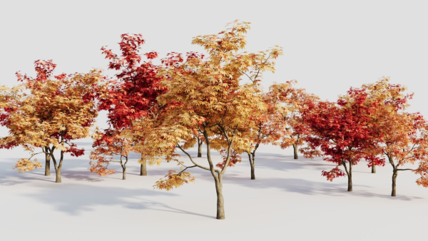 Acer palmatum b
