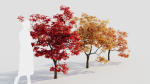 Acer palmatum b