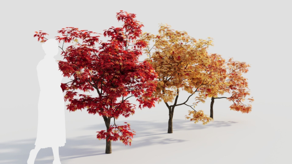 Acer palmatum b