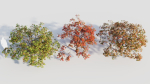 Acer palmatum b