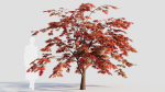 Acer palmatum b