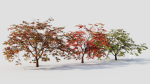 Acer palmatum b