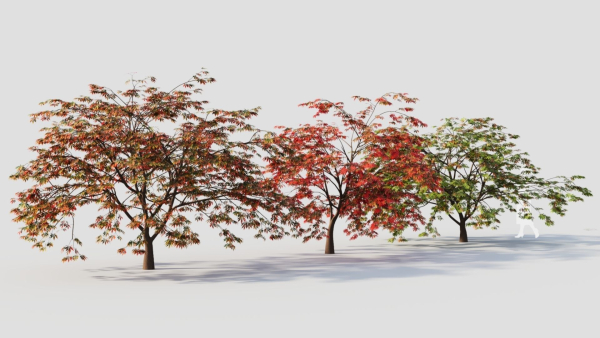 Acer palmatum b