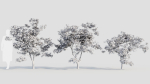 Acer palmatum b