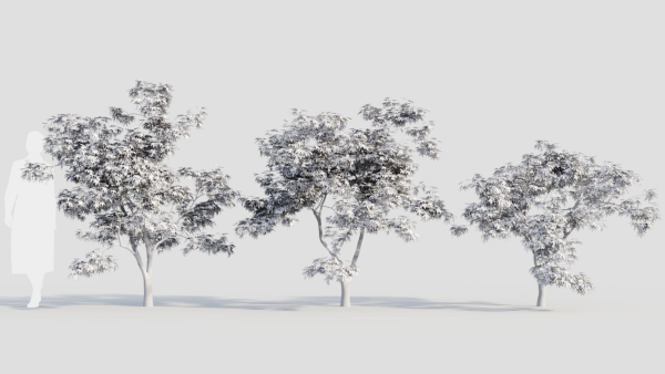 Acer palmatum b