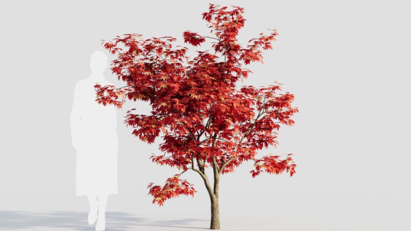 Acer palmatum b