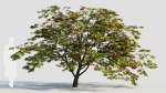 Acer palmatum b