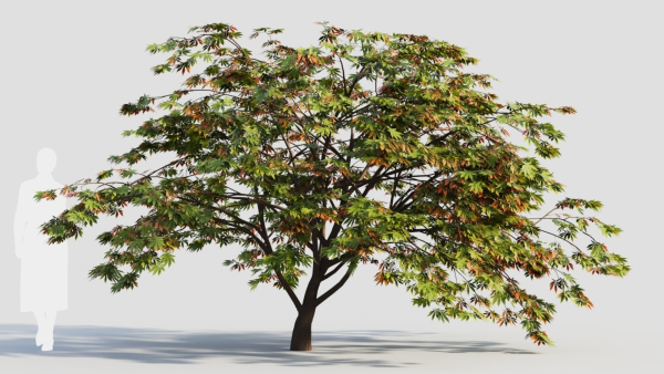Acer palmatum b