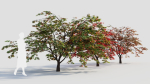 Acer palmatum b