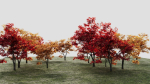 Acer palmatum b