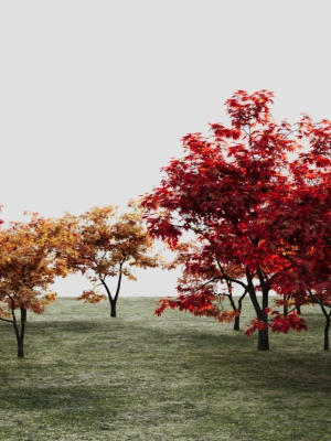 acer-palmatum-b-3d-model-a0c7540894