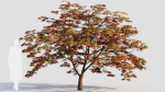 Acer palmatum b