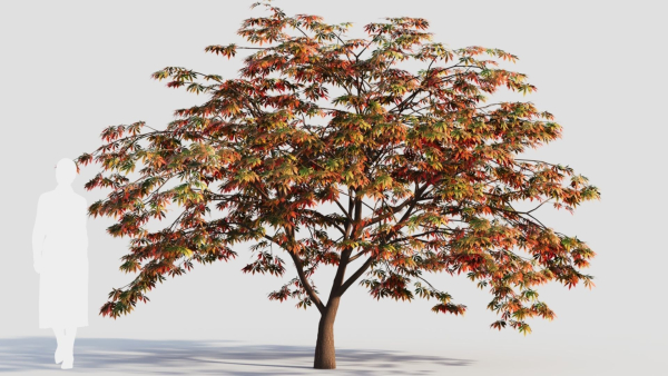 Acer palmatum b