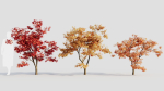 Acer palmatum b