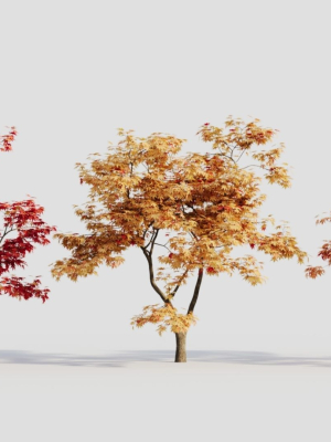 Acer palmatum b