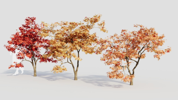 Acer palmatum b