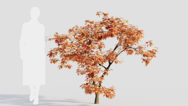 Acer palmatum b