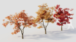 Acer palmatum b