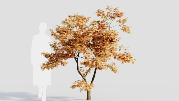 Acer palmatum b