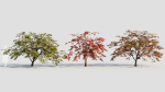 Acer palmatum b