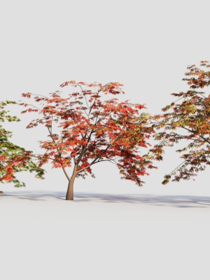 Acer palmatum b