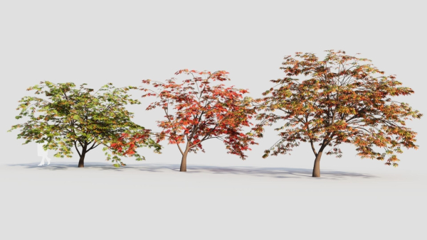 Acer palmatum b