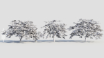Acer palmatum b