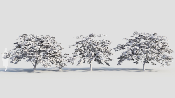 Acer palmatum b