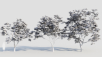 Acer palmatum c