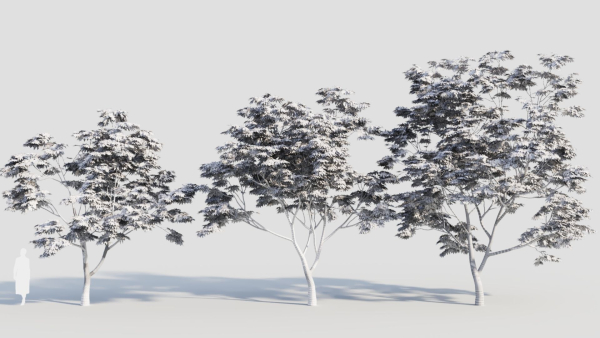 Acer palmatum c