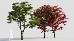 Acer palmatum c