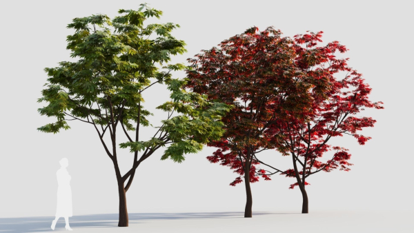 Acer palmatum c